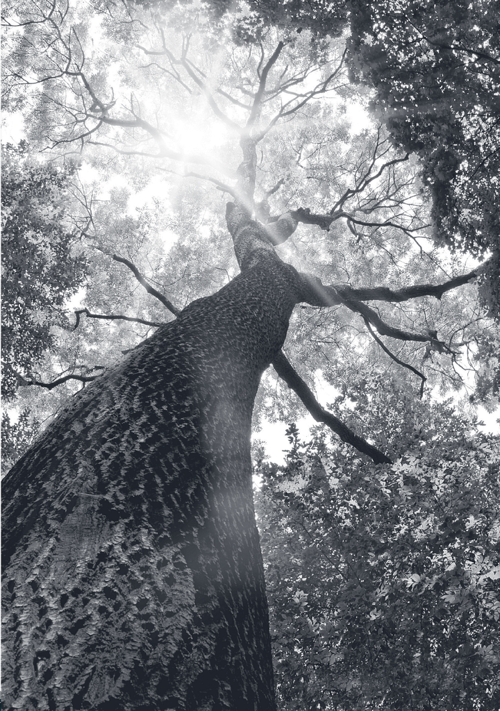 FRO-20032-WealthAdvisors-RGB-(1)-7